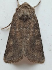 Lacinipolia meditata