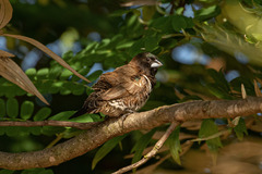 Spermestes cucullata