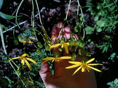 Silphium