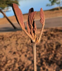 Handroanthus coronatus
