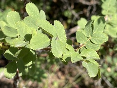 Rosa woodsii