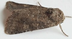 Lacinipolia meditata