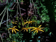 Silphium