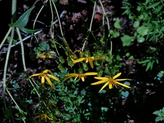 Silphium