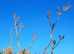 Handroanthus coronatus