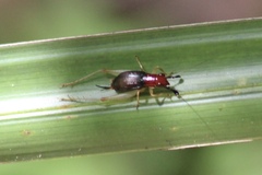 Phyllopalpus pulchellus