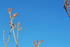 Handroanthus coronatus