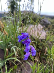 Penstemon strictus