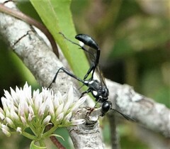 Eremnophila aureonotata