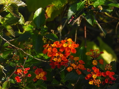 Lantana horrida