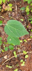 Populus tremuloides