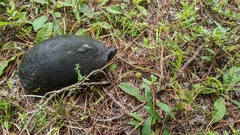 Deirochelys reticularia