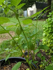 Physalis angulata