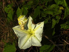 Ipomoea alba
