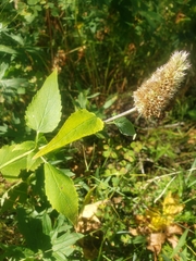 Agastache urticifolia