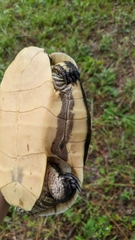 Deirochelys reticularia