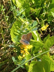 Polyommatus icarus