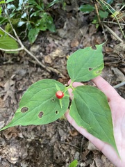 Trillium undulatum