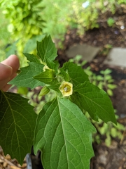Physalis angulata