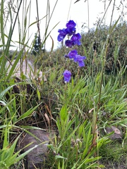Penstemon strictus