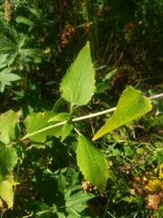 Agastache urticifolia