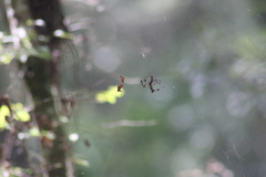 Trichonephila clavipes