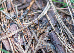 Phalangium opilio