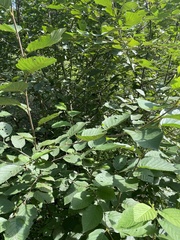 Alnus serrulata
