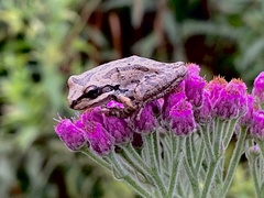 Pseudacris hypochondriaca