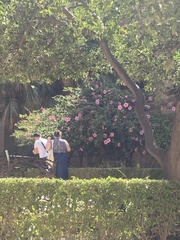 Hibiscus rosa-sinensis