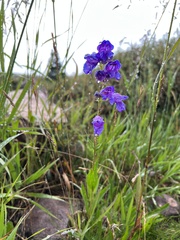 Penstemon strictus