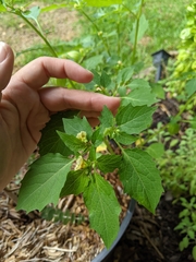 Physalis angulata
