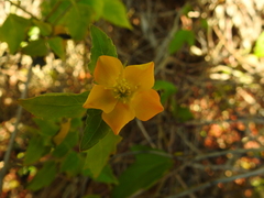 Mentzelia floridana