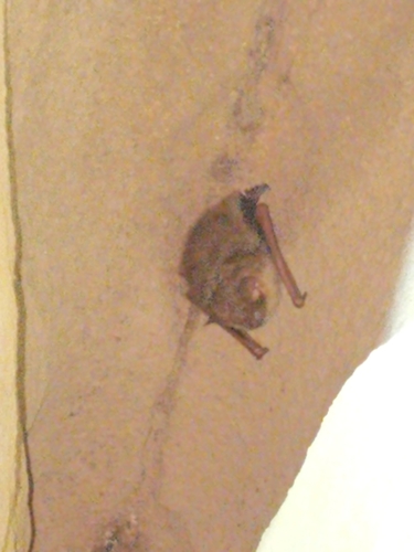 Tri-coloured Bat photographed in Alabama