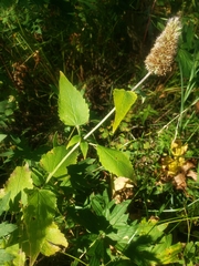 Agastache urticifolia