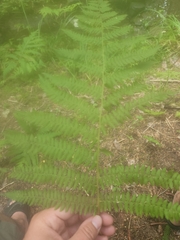 Athyrium filix-femina