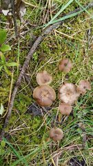 Entoloma sericeum