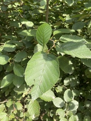 Alnus serrulata