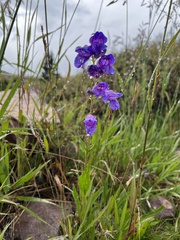Penstemon strictus