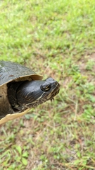 Deirochelys reticularia