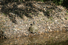 Graptemys geographica