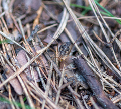 Phalangium opilio