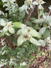 Pycnanthemum