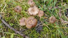 Entoloma sericeum