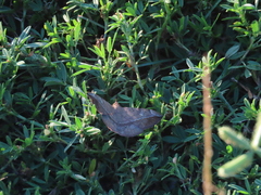Anticarsia gemmatalis