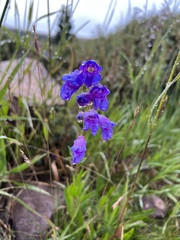 Penstemon strictus