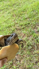 Deirochelys reticularia