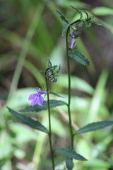 Lobelia puberula