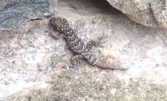 Mediodactylus kotschyi