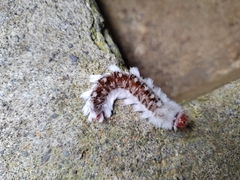 Neopreptos marathusa